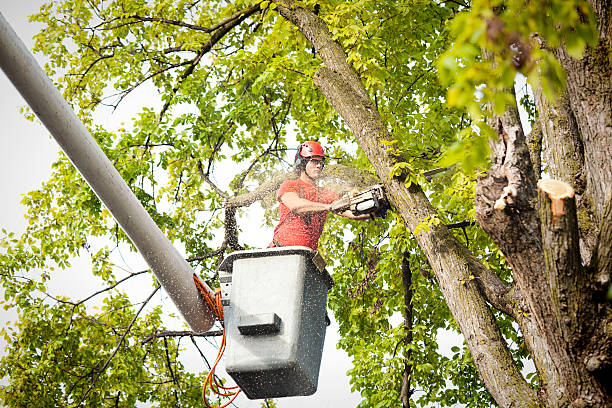 Tree and Shrub Care in Arapahoe, NE